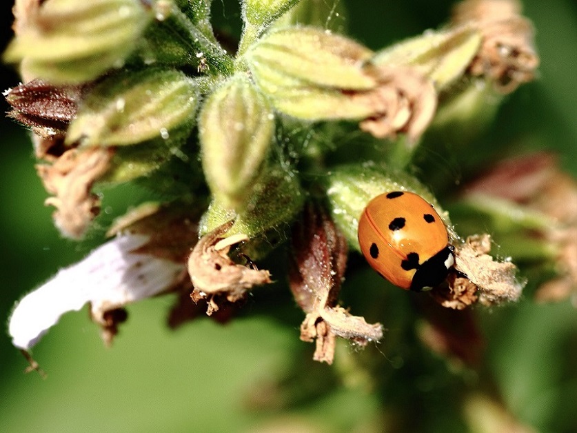 Coccinella arlecchino?   No, Coccinella septempunctata